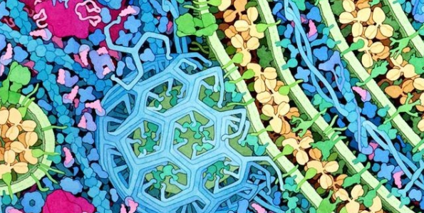 也太香了吧!細(xì)胞生物學(xué)可好投的SCI推薦