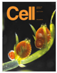 H피ڿcell