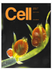 Cellڿ