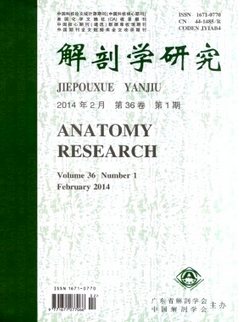 解剖學(xué)研究