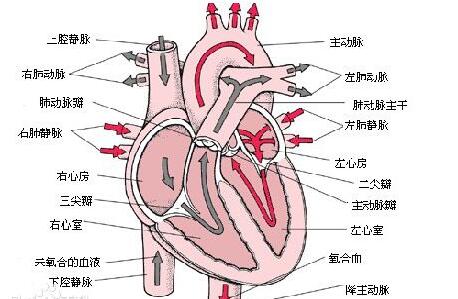 最新心血管領(lǐng)域SCI期刊